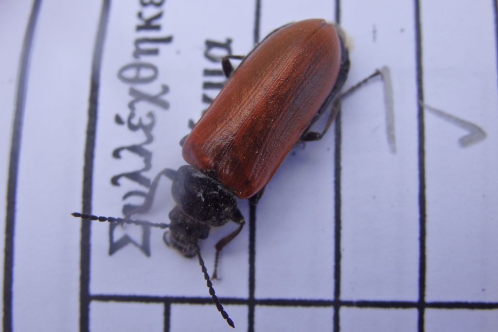 Bothrideres bipunctatus? No, Omophlus sp.  (Tenebrionidae/Alleculidae)