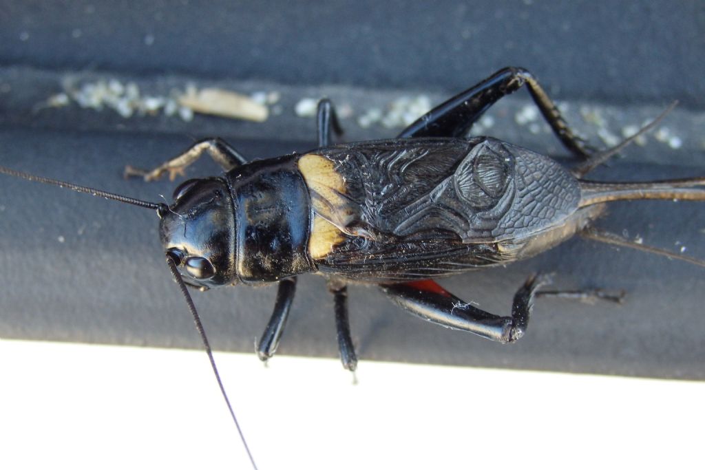 Gryllus bimaculatus ο campestris? (dalla Grecia)    Gryllus bimaculatus, maschio