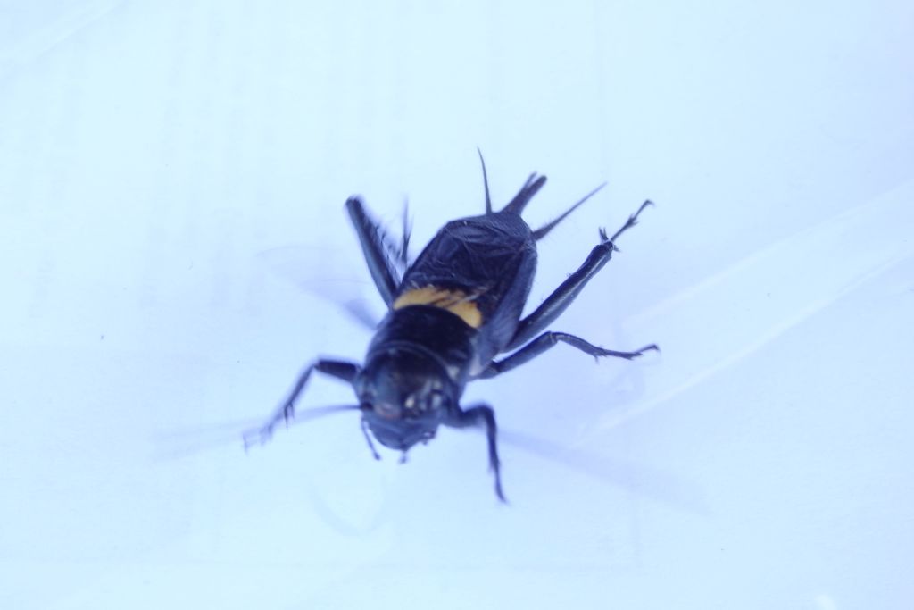 Gryllus bimaculatus ο campestris? (dalla Grecia)    Gryllus bimaculatus, maschio