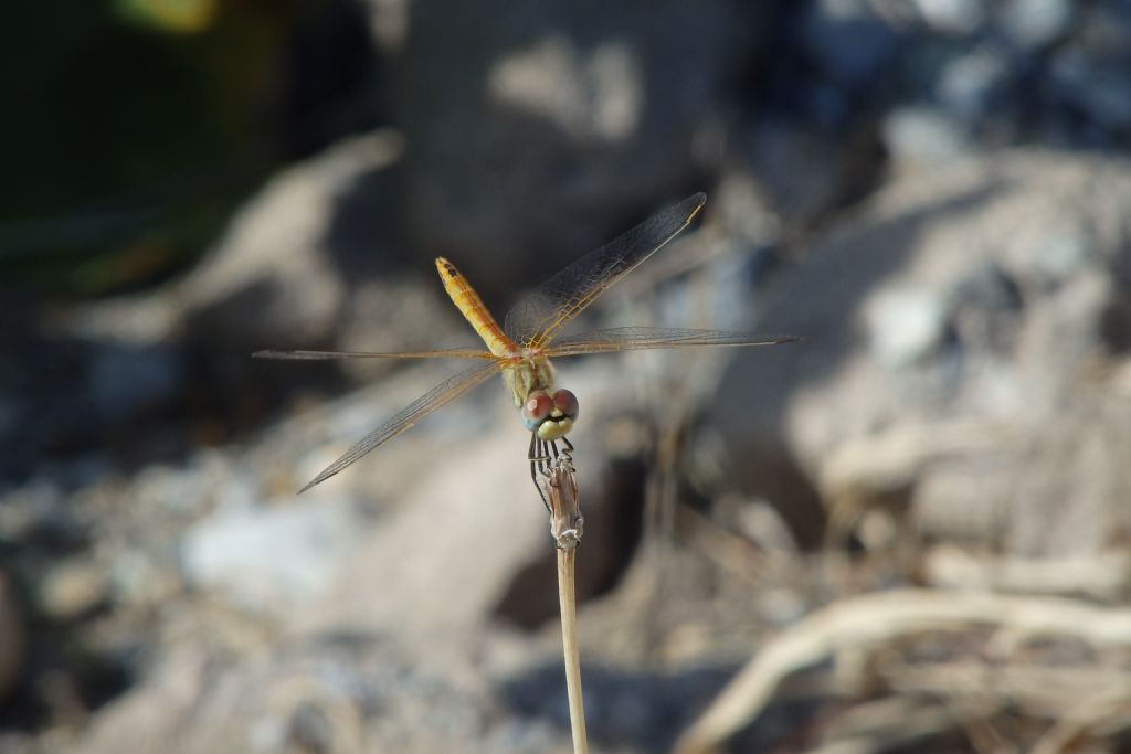 Sympetrum fonscolombii mature female? (Dalla Grecia) - Giovane maschio