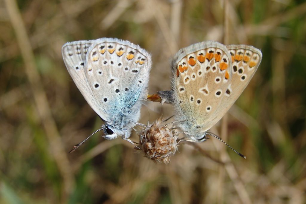 Polyommatus icarus o andronicus? Dalla Grecia