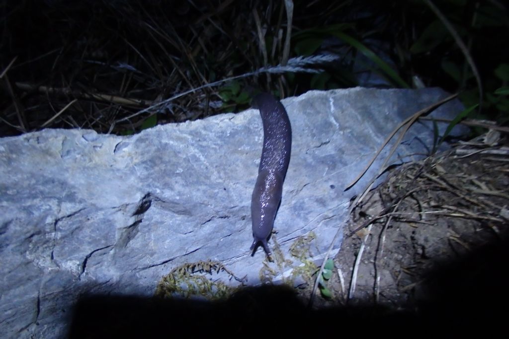 Da identificare. Limax sp.?