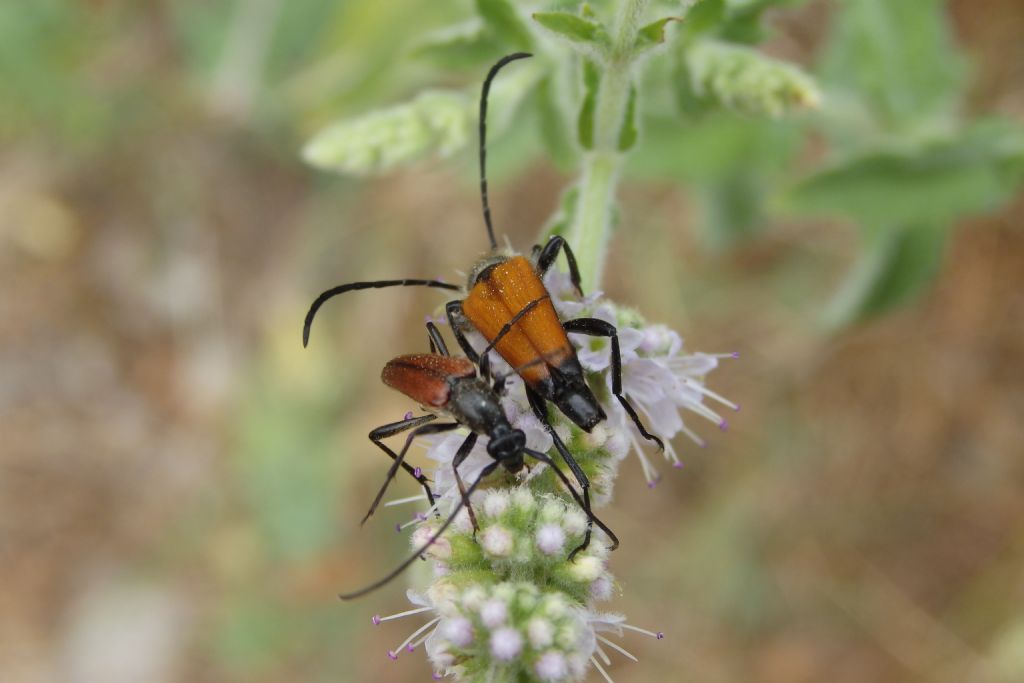 Cerambycidae: Paracorymbia fulva e Strenurella cfr. melanura, maschio