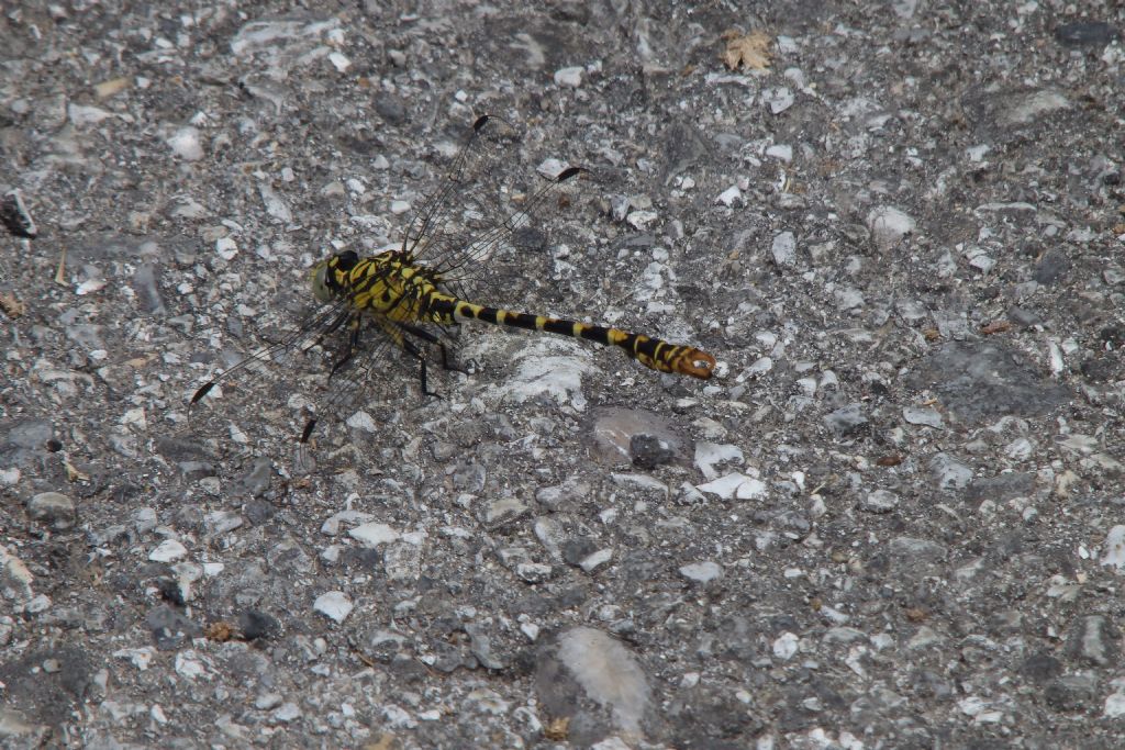 Gomphus sp. ?  No, Onychogomphus forcipatus forcipatus, maschio