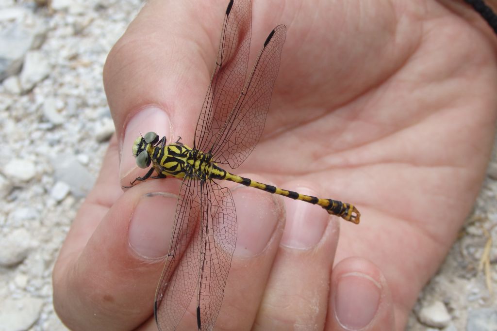 Gomphus sp. ?  No, Onychogomphus forcipatus forcipatus, maschio