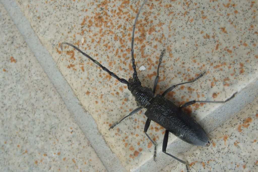 Longhorn beetle?  S, Cerambycidae: Cerambyx scopoli, femmina