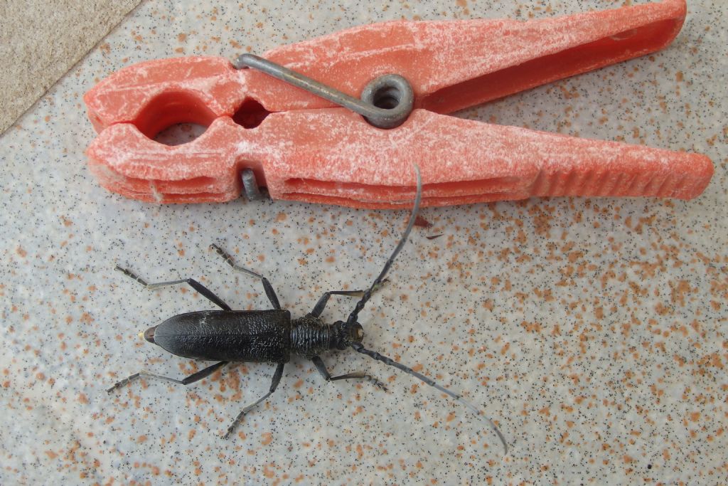 Longhorn beetle?  S, Cerambycidae: Cerambyx scopoli, femmina