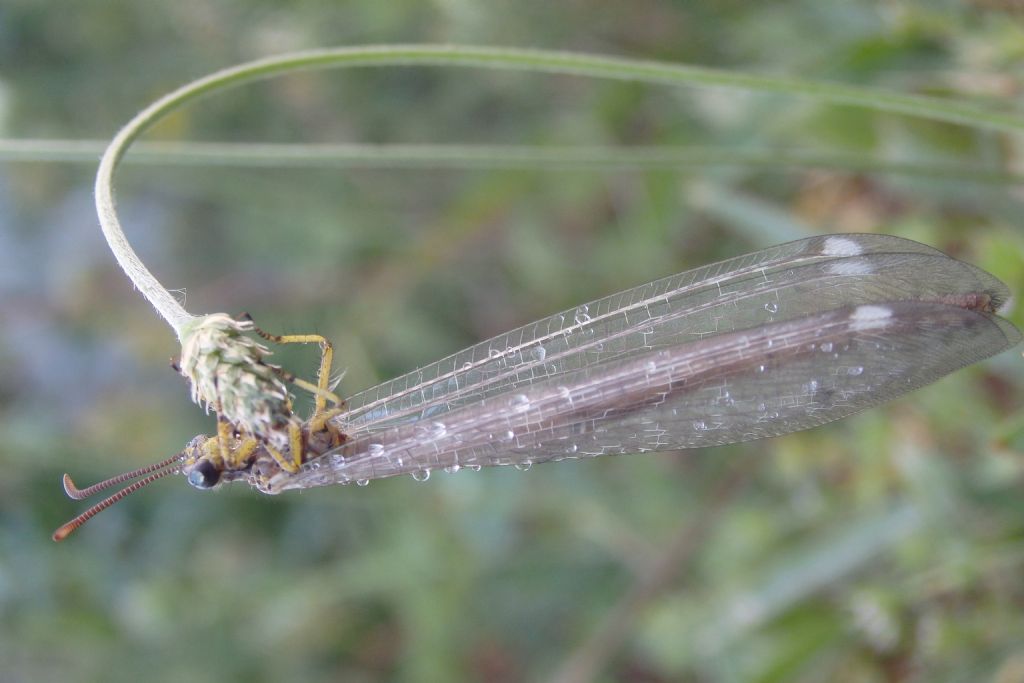 Myrmeleontidae sp.