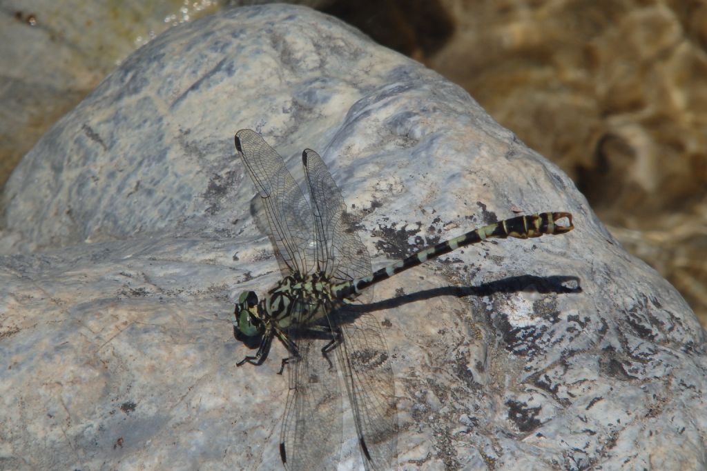 Identificare: Onychogomphus forcipatus forcipatus