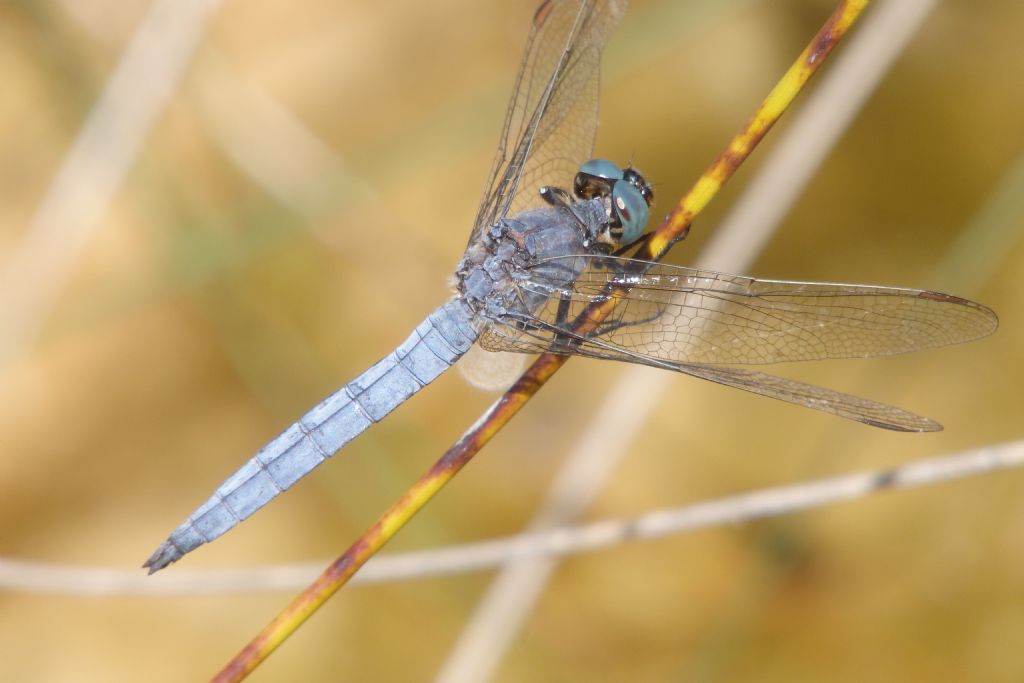 Orthetrum brunneum? no, O. coerulescens anceps