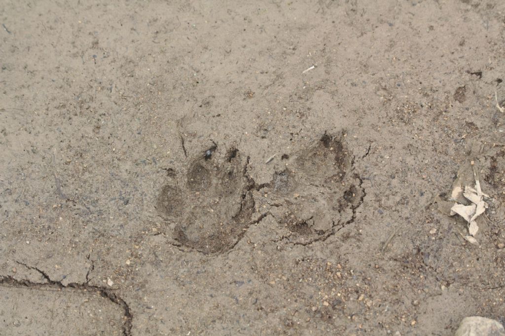 Da identificare della Grecia No 2