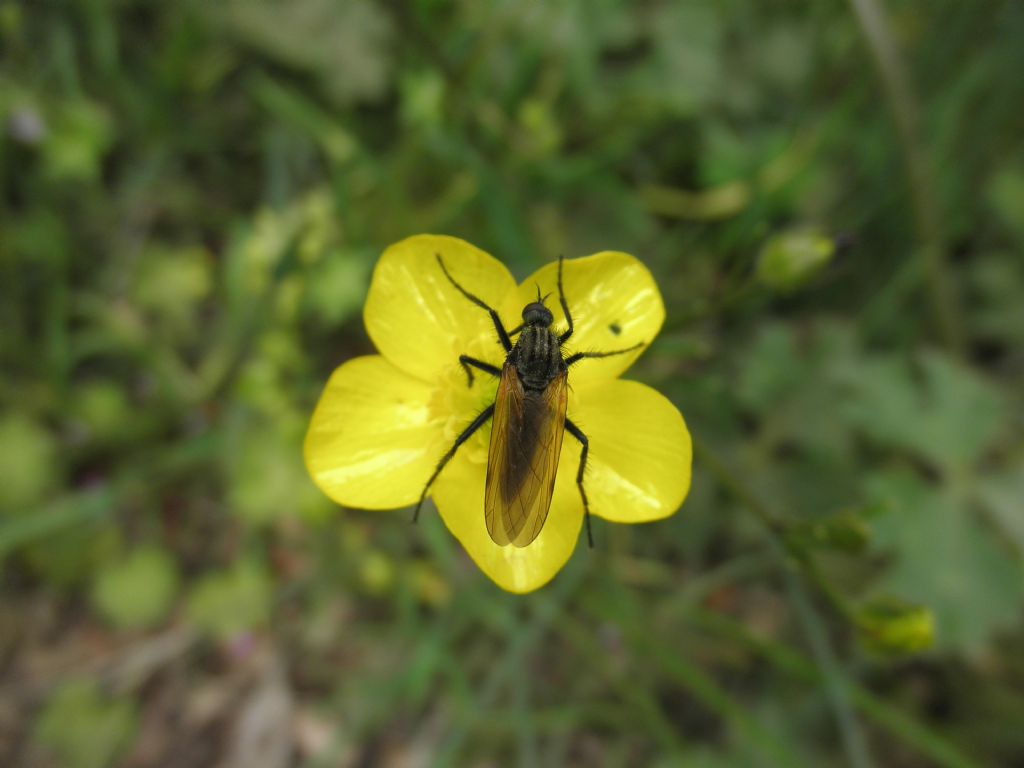 Dalla Grecia: Empididae: Empis sp.