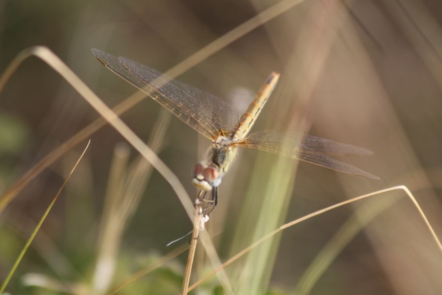 Sympetrum fonscolombii femmina?