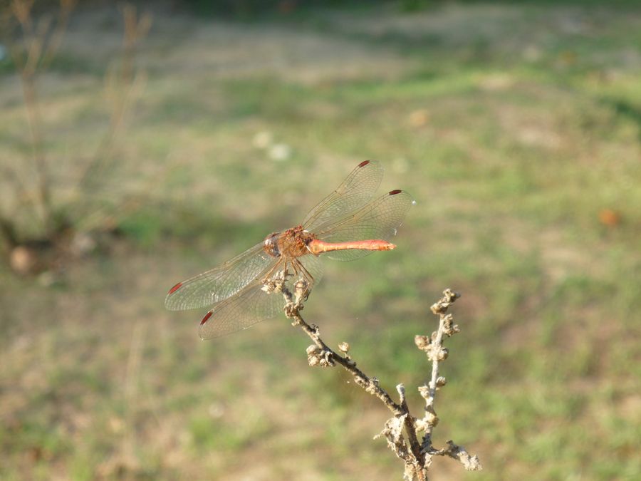 ID: Sympetrum meridionale