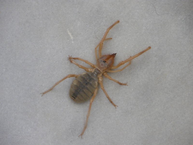 Solifugae dalla Grecia - Galeodes cf graecus