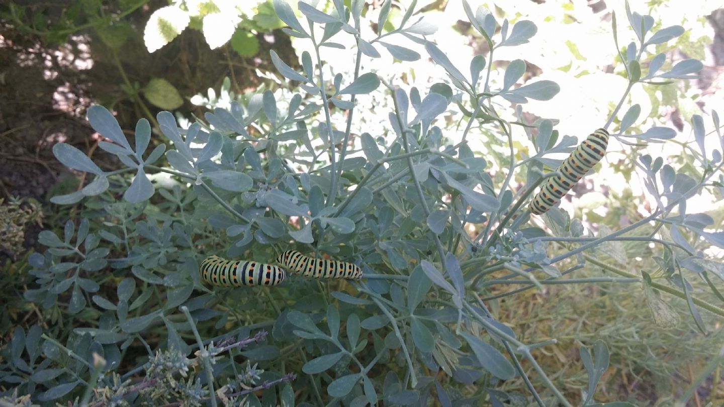 Bruco da identificare: Papilio machaon - Papilionidae