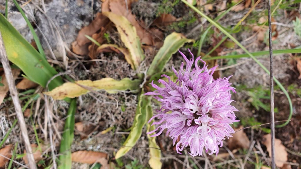 Orchis italica Poir ???
