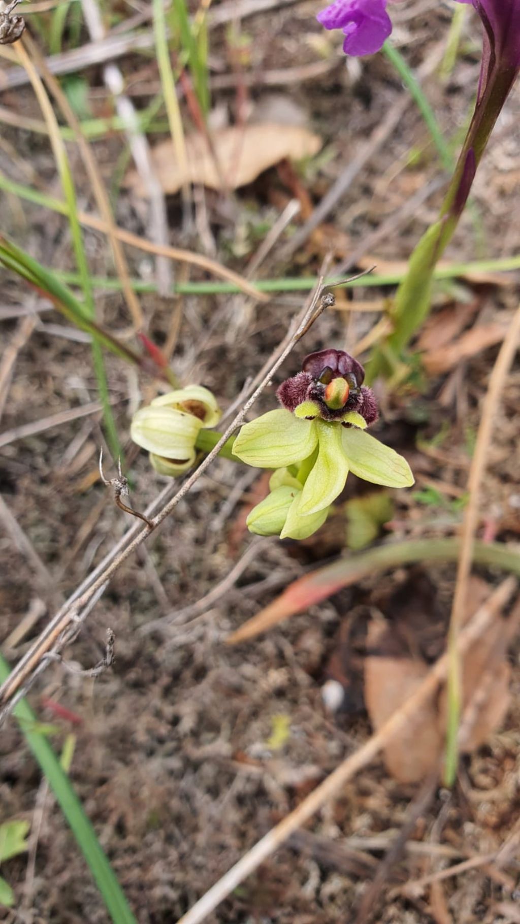 Ophrys bombyliflora ???