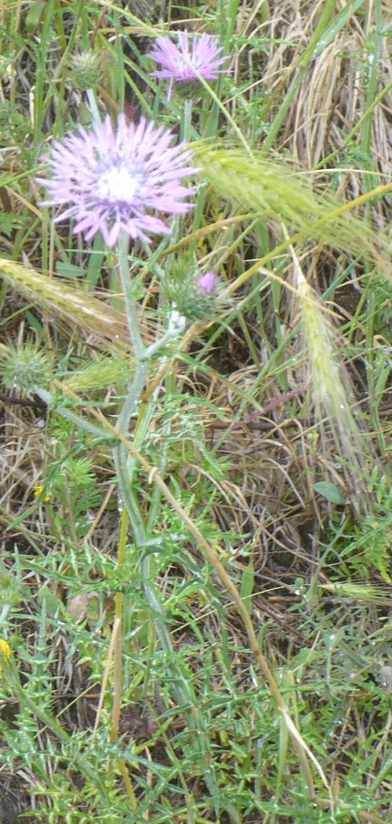 Galactites tomentosus