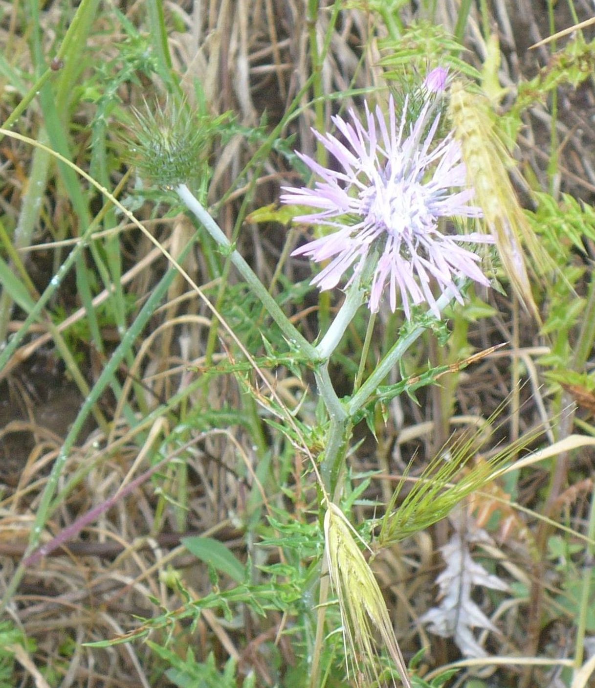 Galactites tomentosus