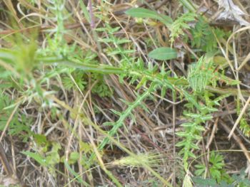 Galactites tomentosus