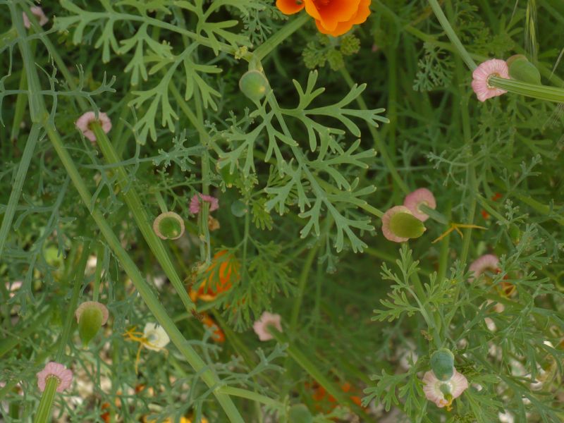sembra un papavero arancione - Eschscholzia californica