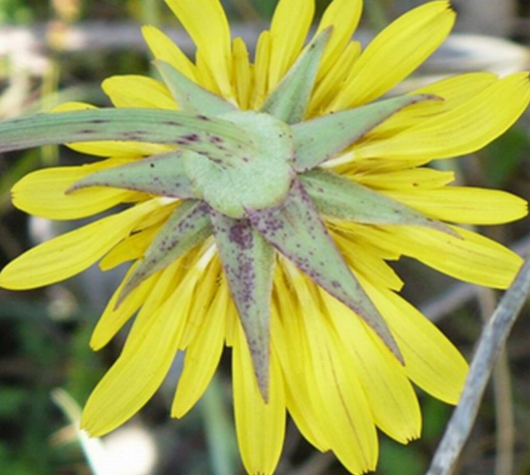 Tragopogon pratensis
