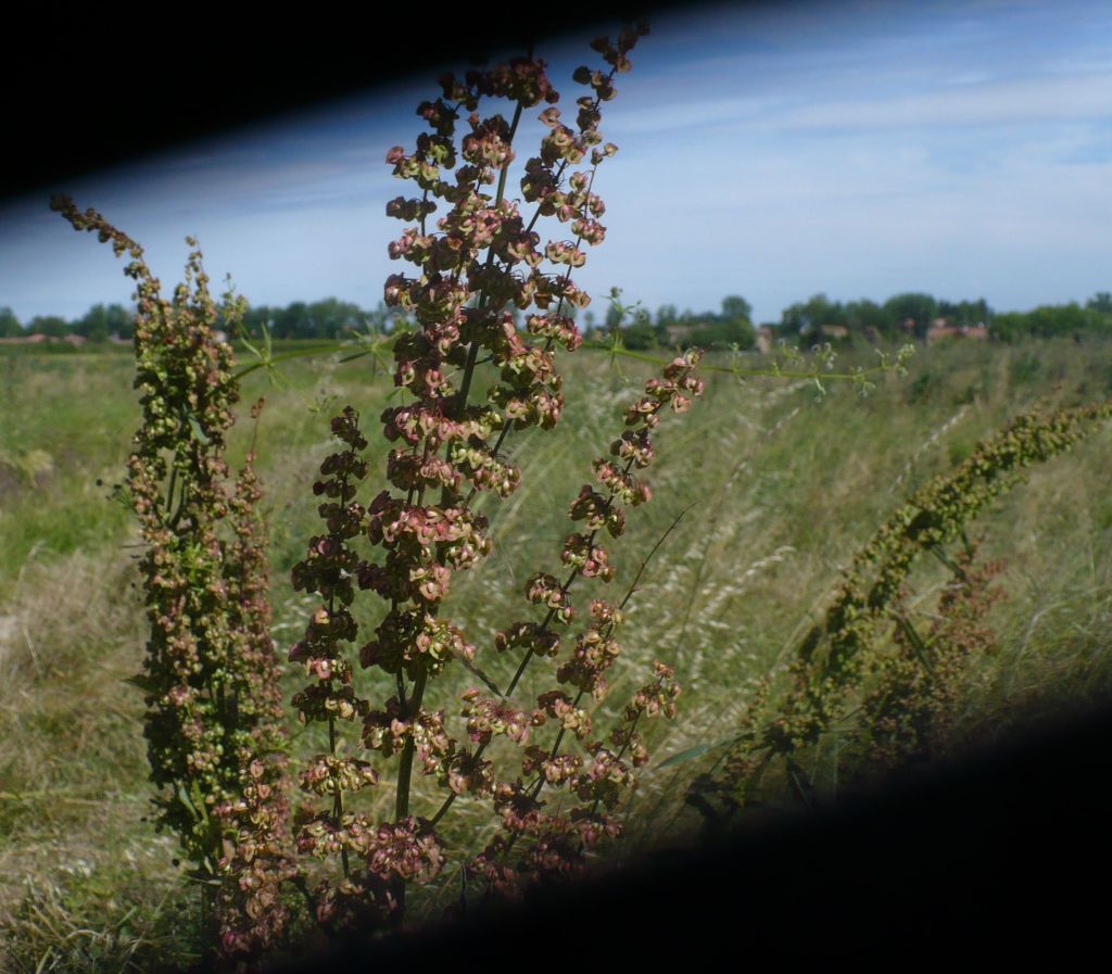 pianta con tanti piccoli dischi volanti - Rumex cfr. crispus