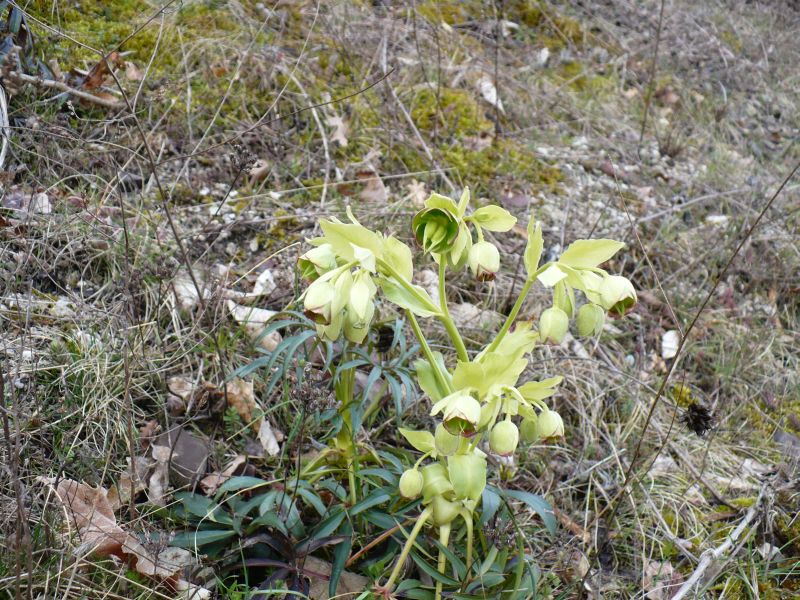 1300 m s.l.m. Appennino Meridionale - Helleborus foetidus