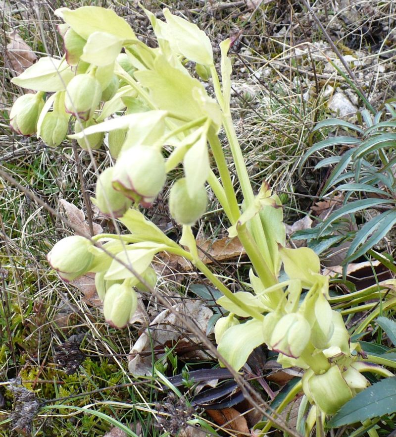 1300 m s.l.m. Appennino Meridionale - Helleborus foetidus