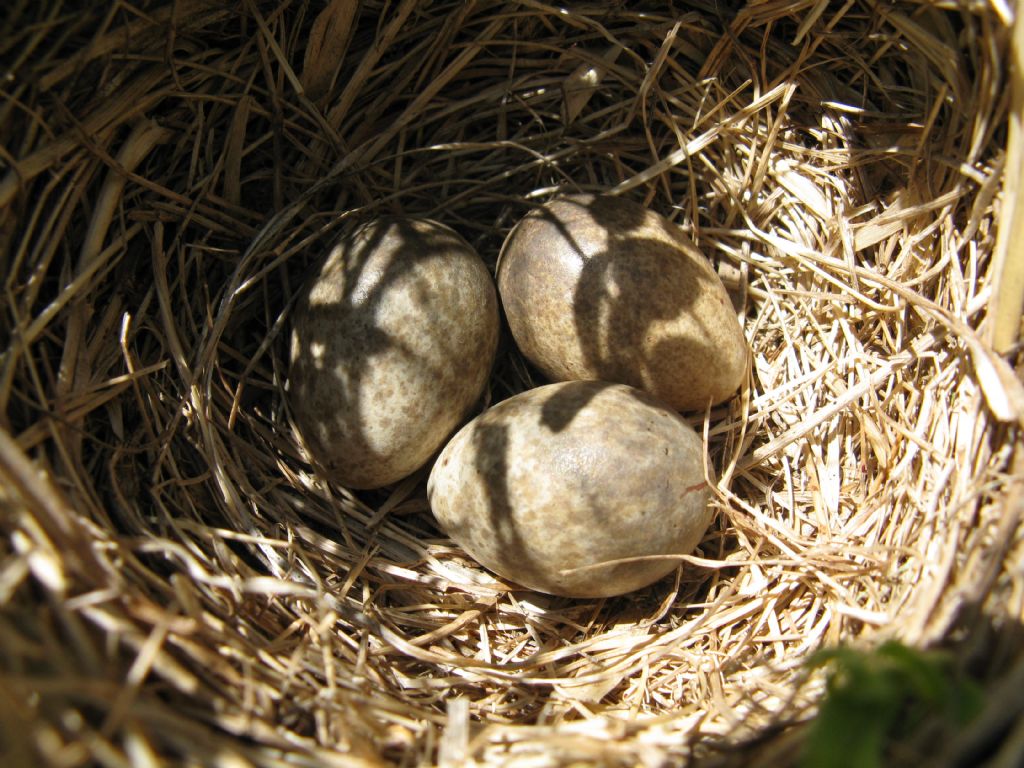 Uova da determinare