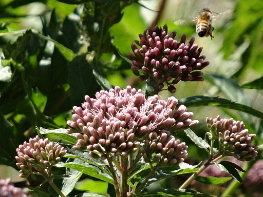 Rimella (VC) :  Eupatorium cannabinum