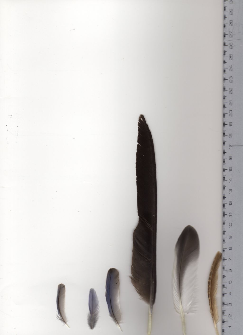 Da identificare varie