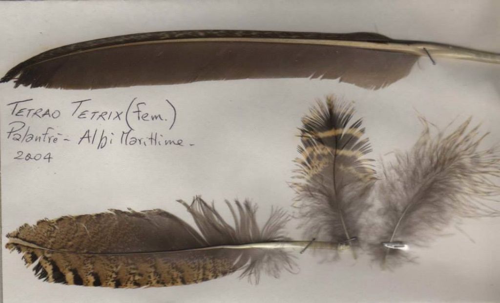 Identificazione Penne