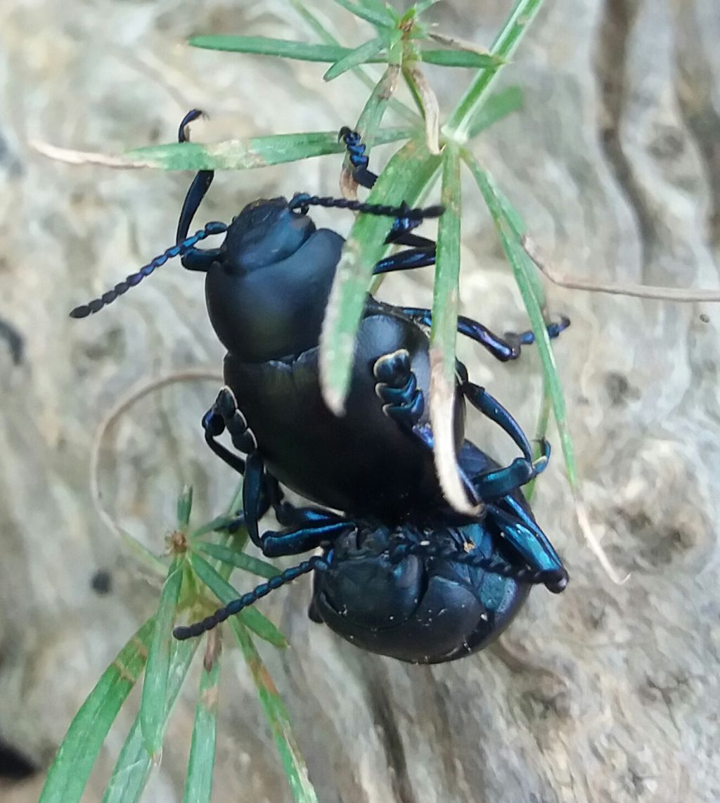 Timarcha tenebricosa (Chrysomelidae)