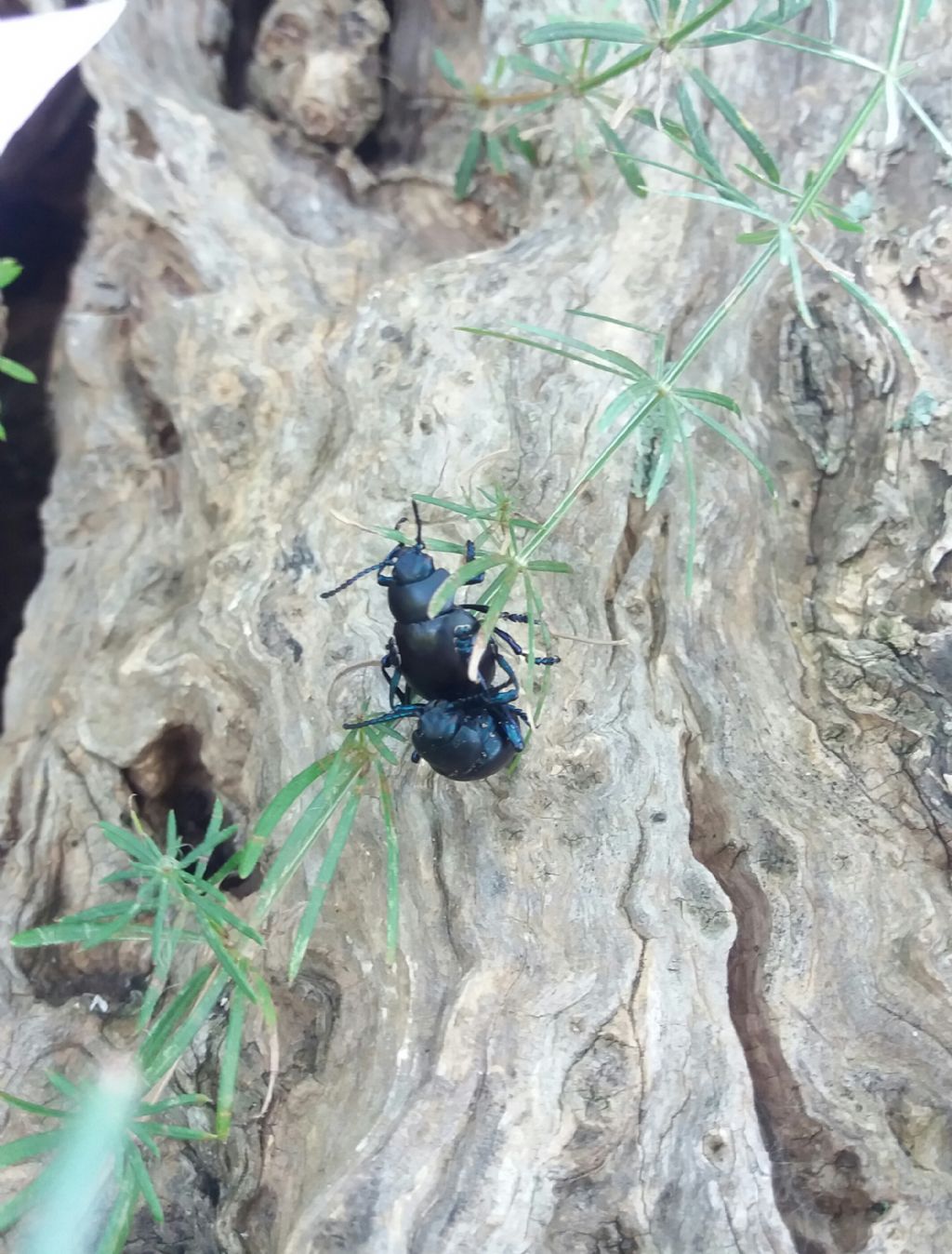 Timarcha tenebricosa (Chrysomelidae)