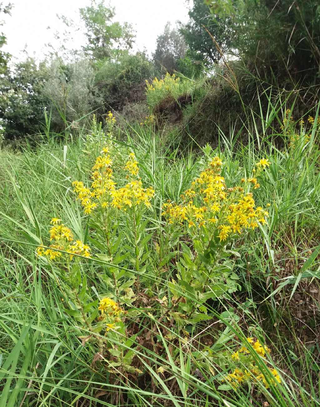 Solidago? No, Dittrichia viscosa (Asteraceae)