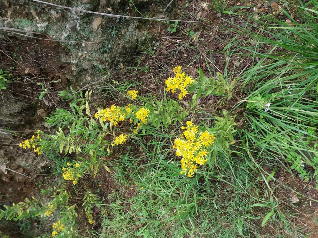 Solidago? No, Dittrichia viscosa (Asteraceae)