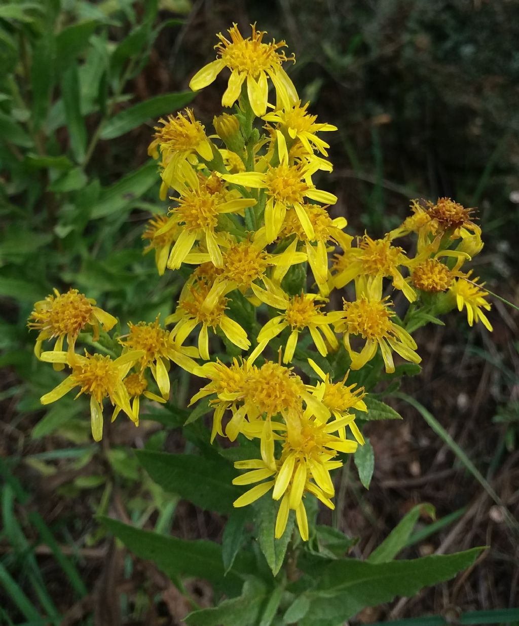 Solidago? No, Dittrichia viscosa (Asteraceae)