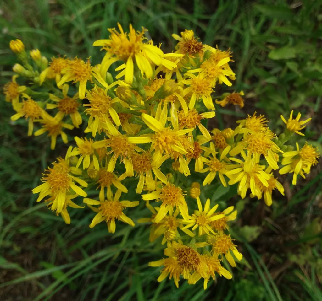 Solidago? No, Dittrichia viscosa (Asteraceae)