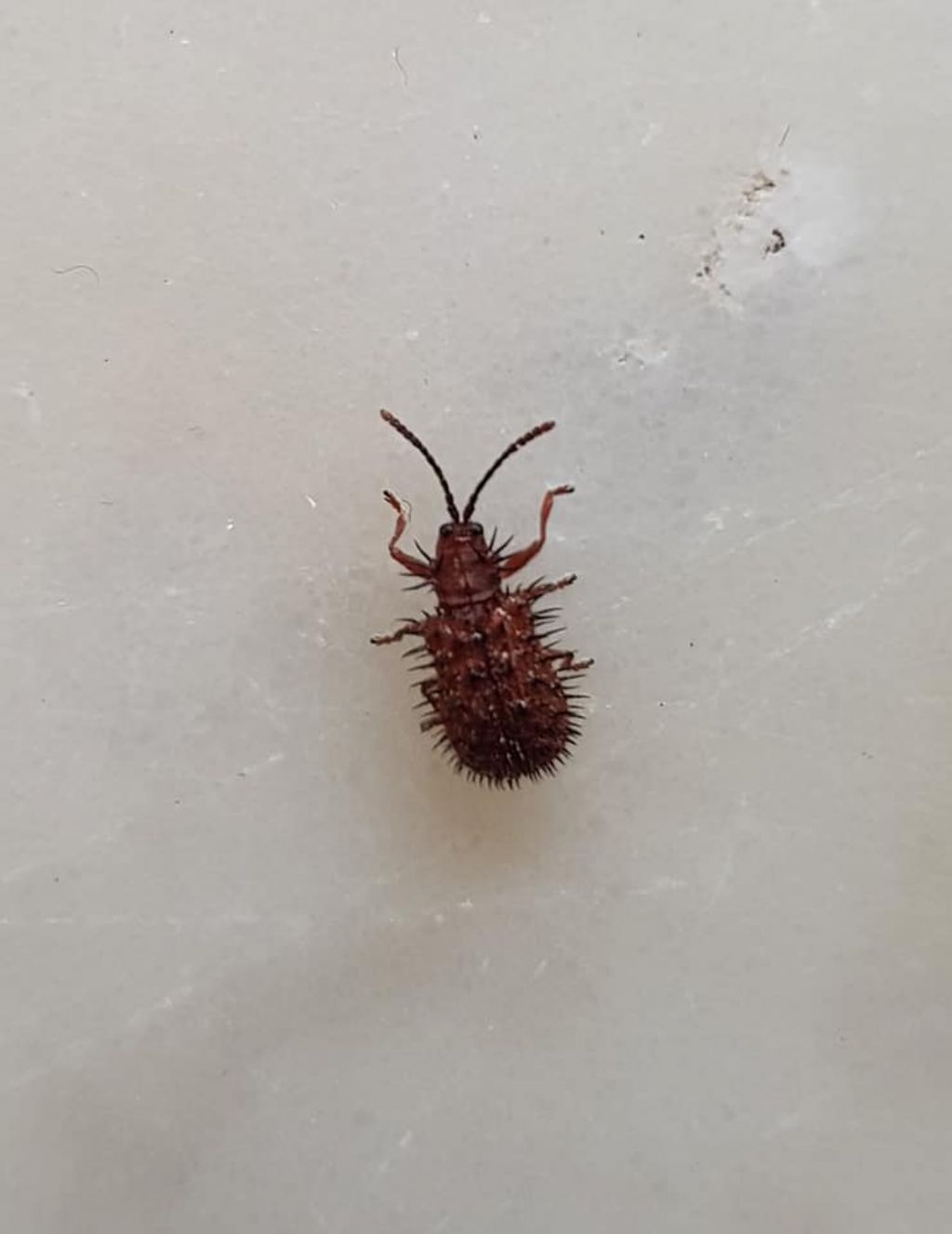 Dicladispa testacea  (Chrysomelidae)