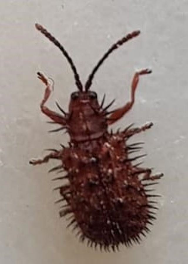 Dicladispa testacea  (Chrysomelidae)