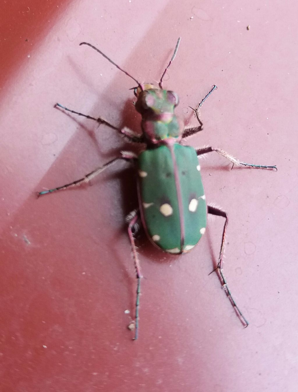 Carabidae: Cicindela campestris