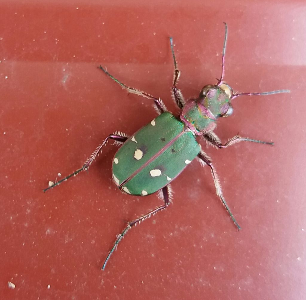 Carabidae: Cicindela campestris