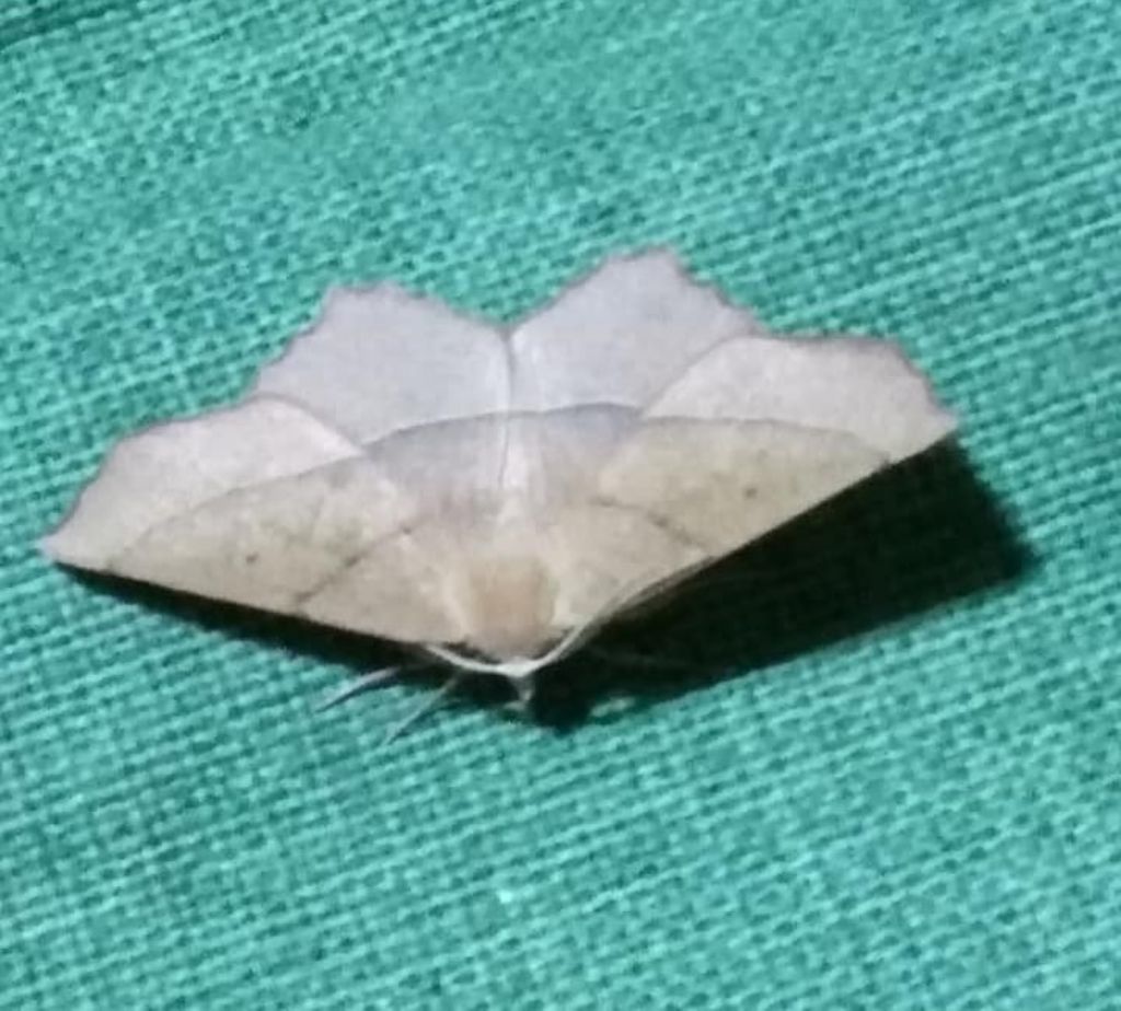 da identificare:  Campaea ( = Gerinia) honoraria (Geometridae)