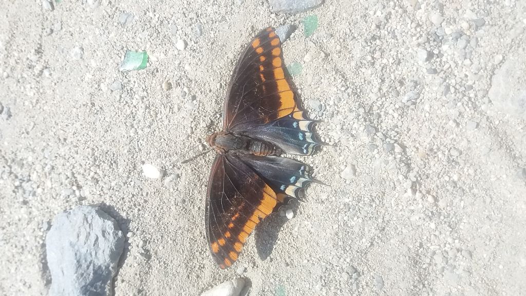 identificazione farfalla - Charaxes jasius (Nymphalidae)