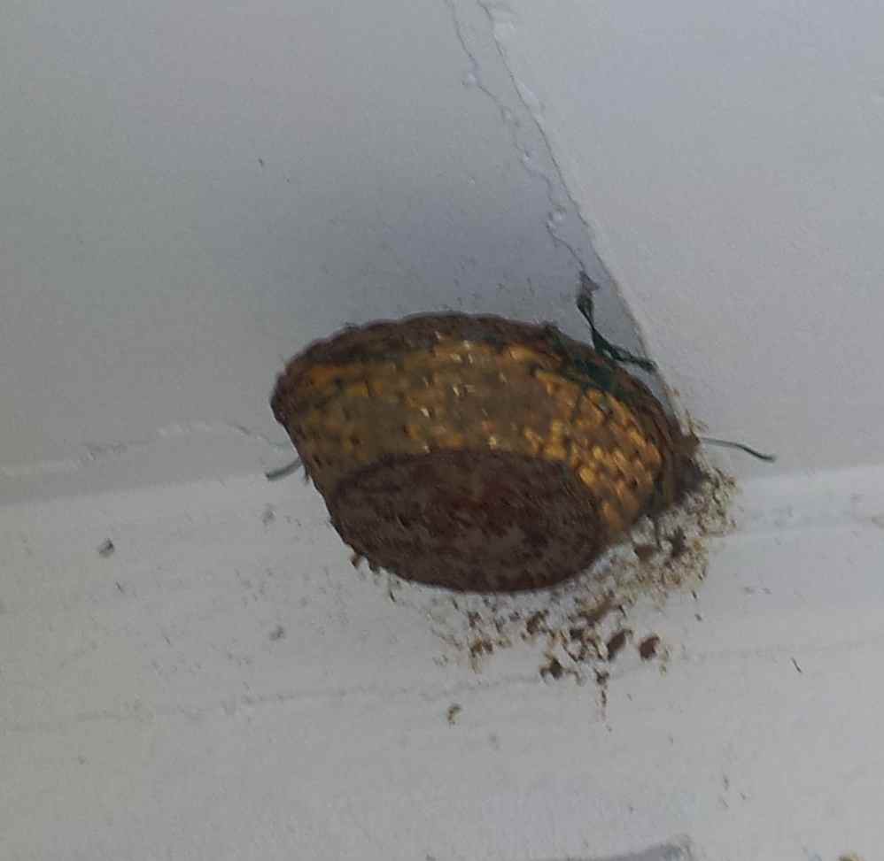 Come ho salvato 3 o 4 piccoli di rondine :D!!