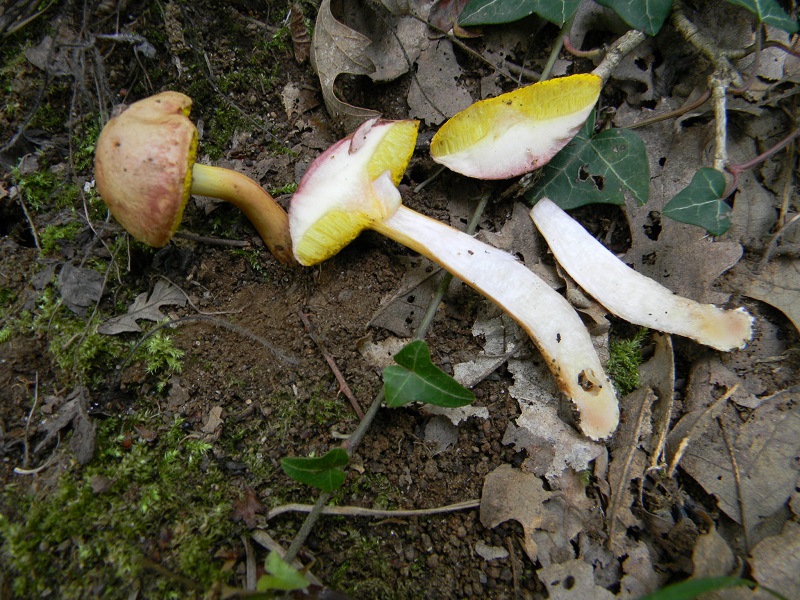 ..Vecchio ritrovamento sotto Quercia