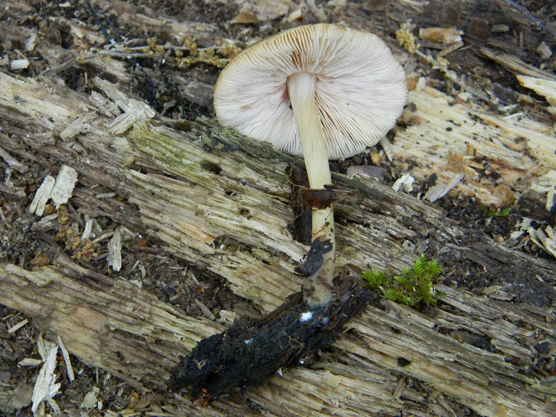 7)Fotogr.il 29.04.2011.sotto Cerro