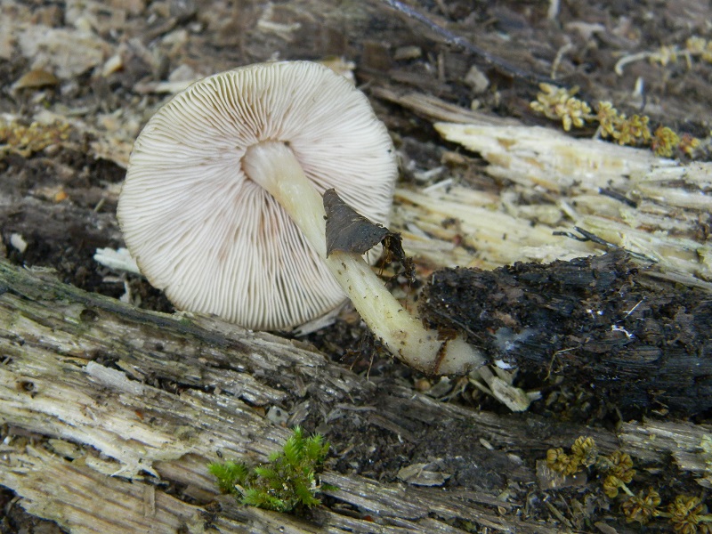 7)Fotogr.il 29.04.2011.sotto Cerro